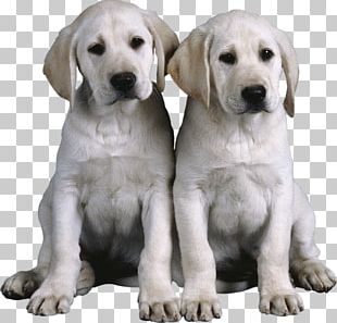 Zuma Puppy Dog Nickelodeon PNG, Clipart, Animals, Carnivoran, Dog, Dog ...