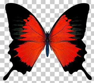 red butterfly clipart