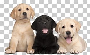 Labrador Retriever Puppy PNG, Clipart, Animal, Animals, Bolonka ...