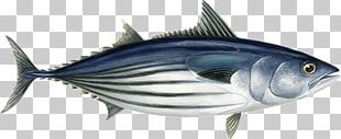 Albacore Bigeye Tuna Atlantic Bluefin Tuna Southern Bluefin Tuna ...