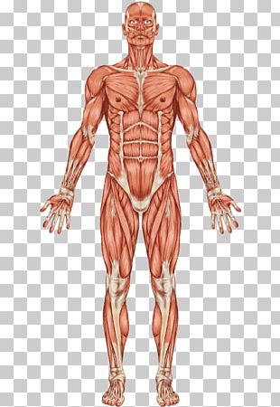 The Muscular System Skeletal Muscle Human Body PNG, Clipart, Abdomen ...