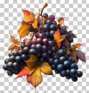 Animated Grapes - Grapes With Autumn Leaves Illustration PNG