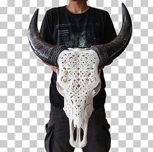 Cattle XL Horns Skull Bull PNG