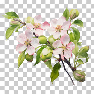 Apple Blossom - Apple Blossom Flowers On Branch Illustration PNG
