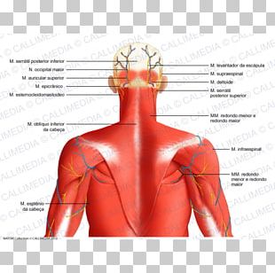 Shoulder Head And Neck Anatomy Human Anatomy PNG, Clipart, Abdomen ...