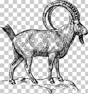 Goat Alpine Ibex Computer Icons Pyrenean Ibex PNG