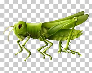 Insect PNG, Clipart, Adobe Illustrator, Animals, Animation, Beetle ...