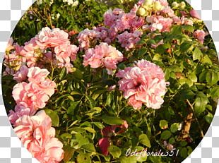 Floribunda Garden Roses Cabbage Rose Memorial Rose Rambler-Rose PNG