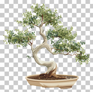 Bonsai Tree - Bonsai Tree In Pot PNG