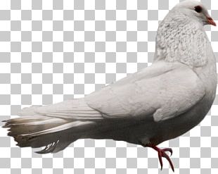 Columbidae Bird Stock Dove PNG