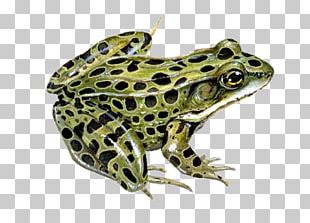 Northern Leopard Frog Southern Leopard Frog Pickerel Frog PNG
