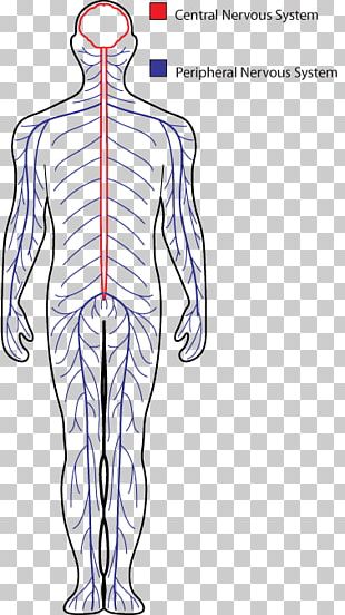 910 Autonomic Nervous System Illustrations RoyaltyFree Vector Graphics   Clip Art  iStock  Human nervous system Central nervous system  Peripheral nervous system