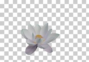 Drawing Nelumbo Nucifera Lotus Effect Sketch PNG, Clipart, Arrow Sketch ...