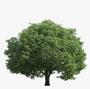 Trees PNG, Clipart, Trees, Trees Clipart, Trees Clipart Free PNG Download