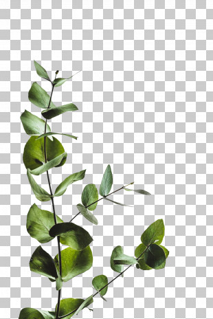 Printing Poster Eucalyptus Art Print Eucalyptus Cinerea Paper PNG