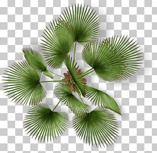 Plant Plan PNG Images, Plant Plan Clipart Free Download