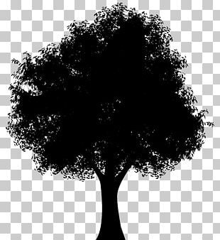 Silhouette Tree Woman Of The Promise PNG