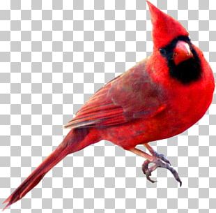 Bird St. Louis Cardinals Northern Cardinal Drawing PNG, Clipart ...