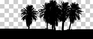 Tree Arecaceae PNG