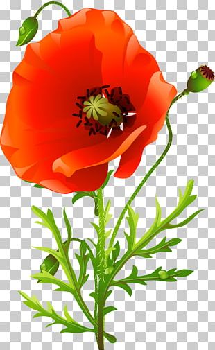 Common Poppy Flower Remembrance Poppy PNG - california poppy, clip art,  common poppy, coquelicot…