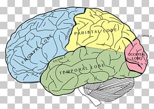 Lobes Of The Brain Frontal Lobe Parietal Lobe PNG, Clipart, Anatomy ...