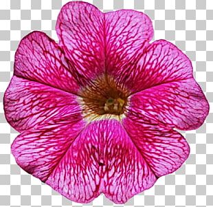 Petunia Png Images Petunia Clipart Free Download