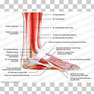 Muscular System Human Musculoskeletal System Muscle Human Body Anatomy