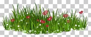 Flower Lawn PNG