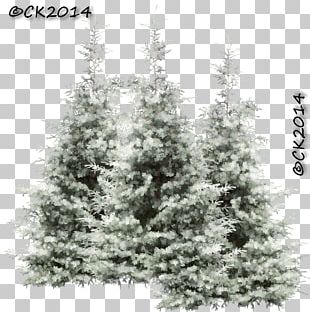 Acacia Sieberiana Tree Vachellia Karroo Larch Png, Clipart, Acacia 