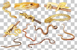 Anaconda Png Images Anaconda Clipart Free Download