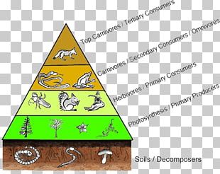 Primary Producers Consumer Decomposer Food Chain Worksheet PNG, Clipart ...