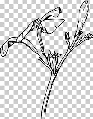 Twig Botanical Illustration Botany Plant Drawing PNG, Clipart, Art ...