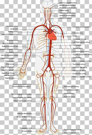 Blood Vessel Circulatory System Human Body Capillary Png Clipart Aorta Artery Blood Blood Vessel Blood Vessels Free Png Download