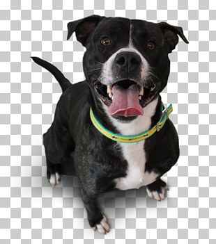 Dog Breed American Pit Bull Terrier Cat German Shepherd PNG