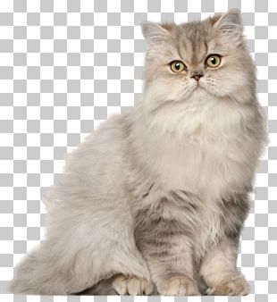 Exotic Shorthair Persian Cat British Shorthair Munchkin Cat Kitten PNG ...