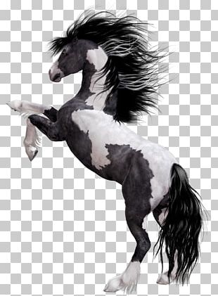 Mustang American Paint Horse Stallion Arabian Horse PNG, Clipart ...