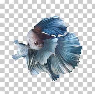 Betta Fish Png Images Betta Fish Clipart Free Download To search on pikpng now. betta fish png images betta fish