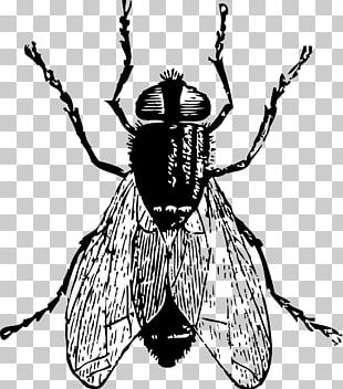 Fly Drawing PNG, Clipart, Arthropod, Artwork, Black And White, Black Fly, Clip  Art Free PNG Download
