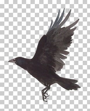 Drawing Common Raven Tattoo Tribe PNG, Clipart, Artwork, Beak, Bird ...