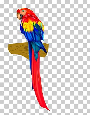 Grey Parrot Bird PNG, Clipart, African, Animals, Beak, Bird, Bird Of ...