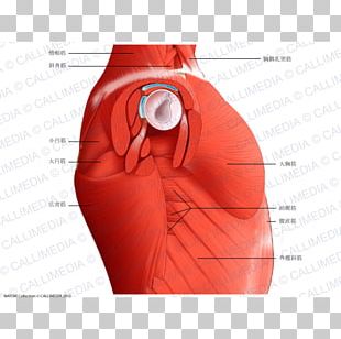 Human Body Anatomy Muscle Muscular System PNG, Clipart, Anatomy ...