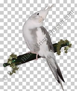 Cockatiel Parakeet Cockatoo Feather Pet PNG