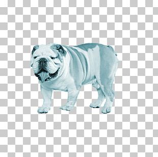 French Bulldog Toy Bulldog American Bulldog Puppy PNG