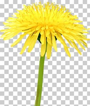 Beekeeping Pollinator Beneficial Insects Common Dandelion PNG