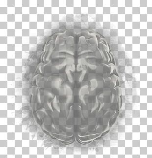 Brain White Organism PNG