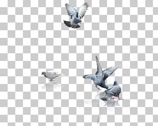Fauna Computer PNG