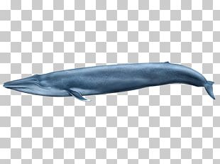 Common Bottlenose Dolphin Tucuxi Wholphin Rough-toothed Dolphin Short-beaked Common Dolphin PNG