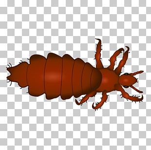Head Louse Insect Head Lice Infestation Scalp PNG