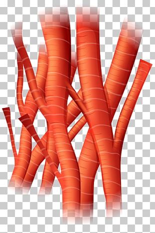 Blood Vessel Artery Cell Heart PNG