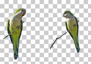 Budgerigar Lovebird Parakeet Macaw Art PNG